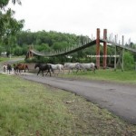 Puente con caballos red