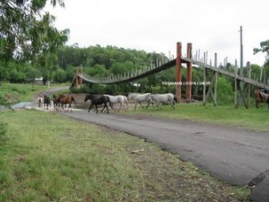 Puente con caballos red