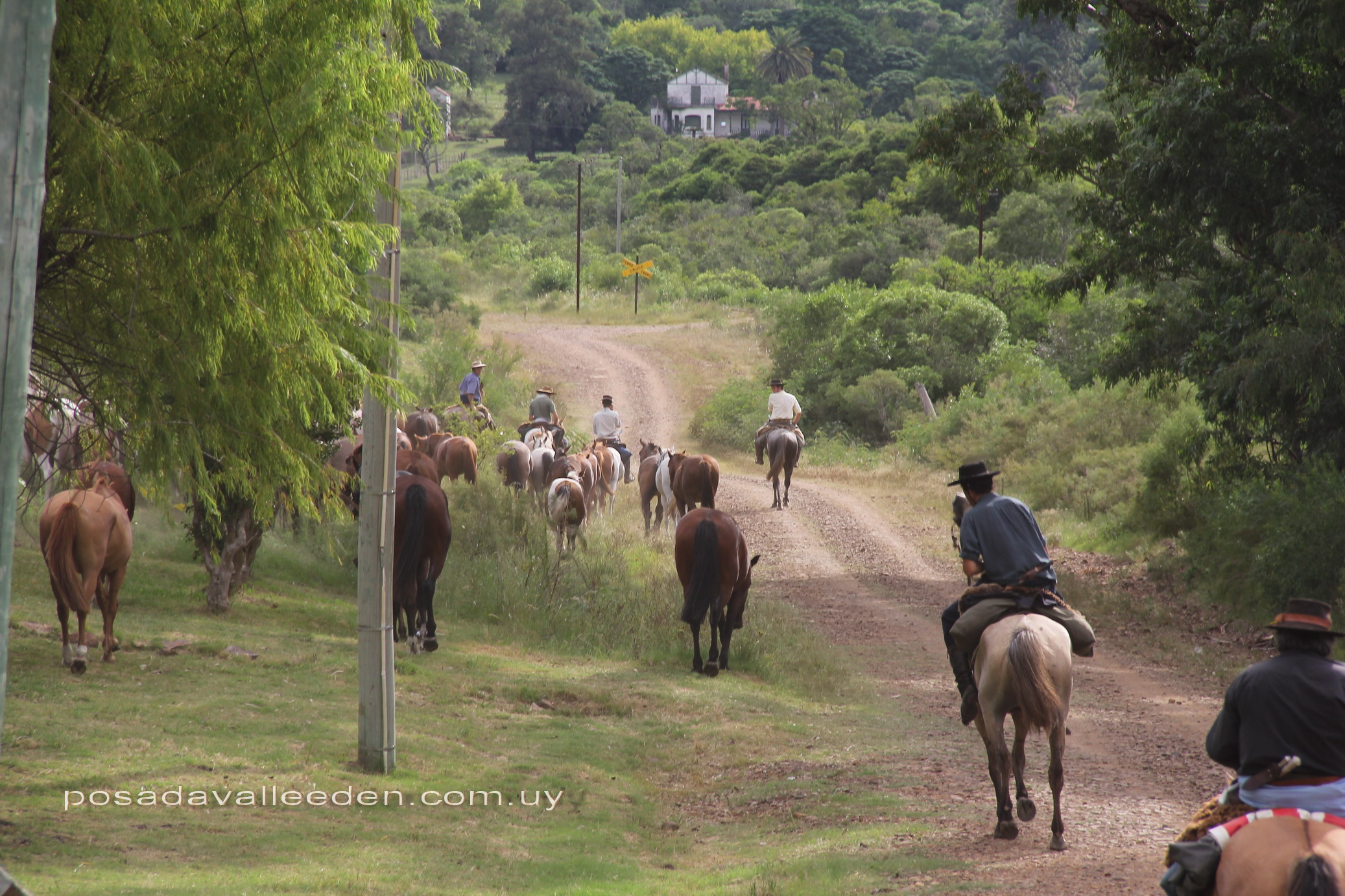 caballos-pasando-f-posada