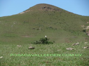 cierras valle eden red