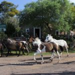 Potrillos frente a posada